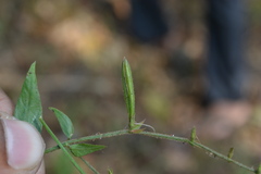 Andrographis alata